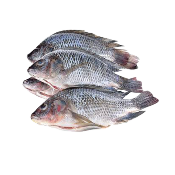 Tilapia Fish - Image 2