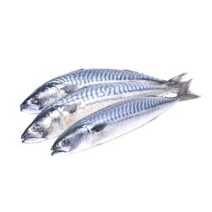 mackerel fish