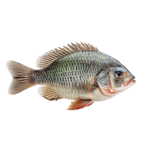tilapia fish